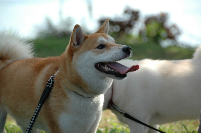 img0034.jpg